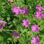 Blühender Storchenschnabel 'Rosenlicht' (Geranium oxonianum) mit pinkfarbenen Blüten und grünen Blättern.