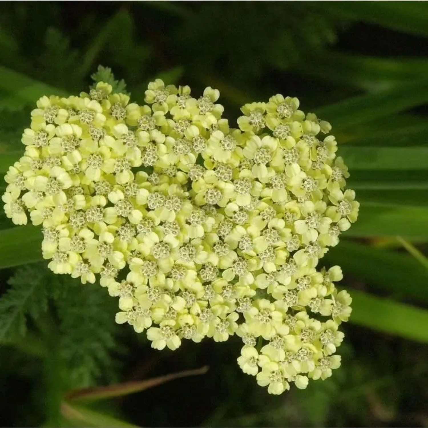 Goldquirl Garbe Schwellenburg - Achillea clypeolata