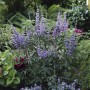 Blühender OBI Mönchspfeffer (Vitex) mit blauen Blüten im Garten, Höhe ca. 40-50 cm.