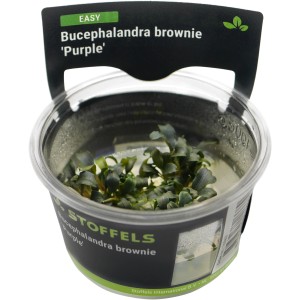 Stoffels Aquariumpflanze Bucephalandra brownie Purple im Topf.