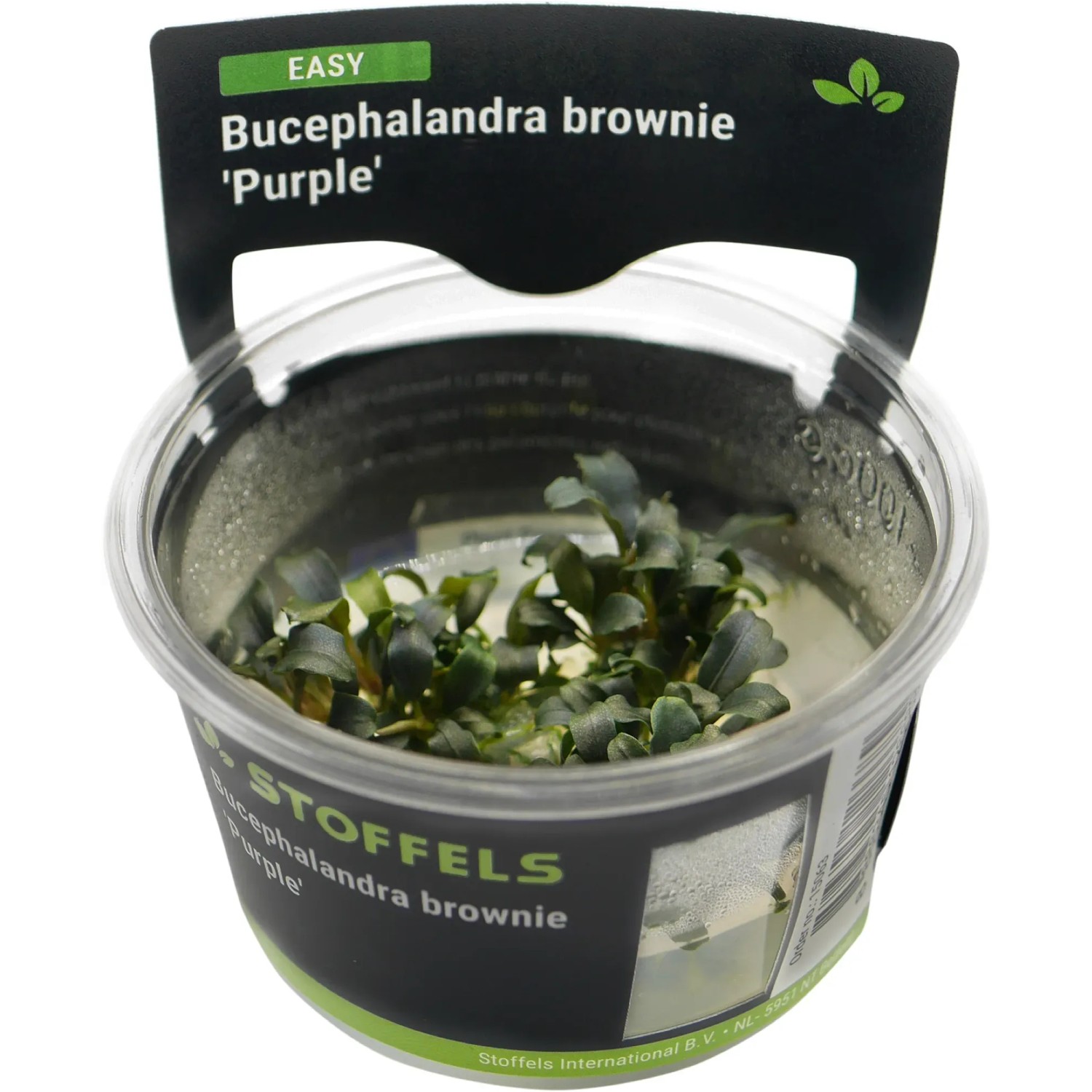 Bucephalandra brownie Purple in-vitro