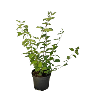 Baumfink Roter Hartriegel Topfpflanze, 40-60cm, mit grünen Blättern im Topf.