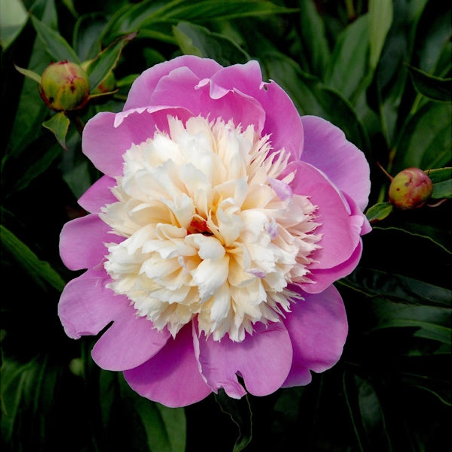 Edelpfingstrose Dancing Butterfly - Paeonia lactiflora günstig online kaufen