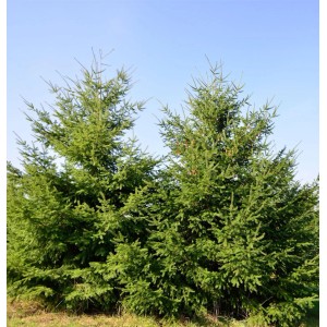 Grüne Douglasfichte (100-125cm) vor blauem Himmel. Ideal als Strauch oder Hecke im Garten.