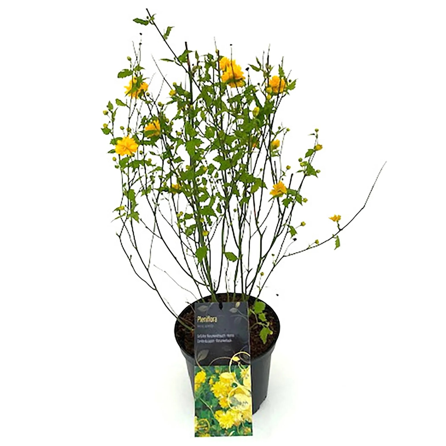 Grow by OBI Ranunkelstrauch Pleniflora Gold-Gelb H. 50-60 cm Kerria japonica
