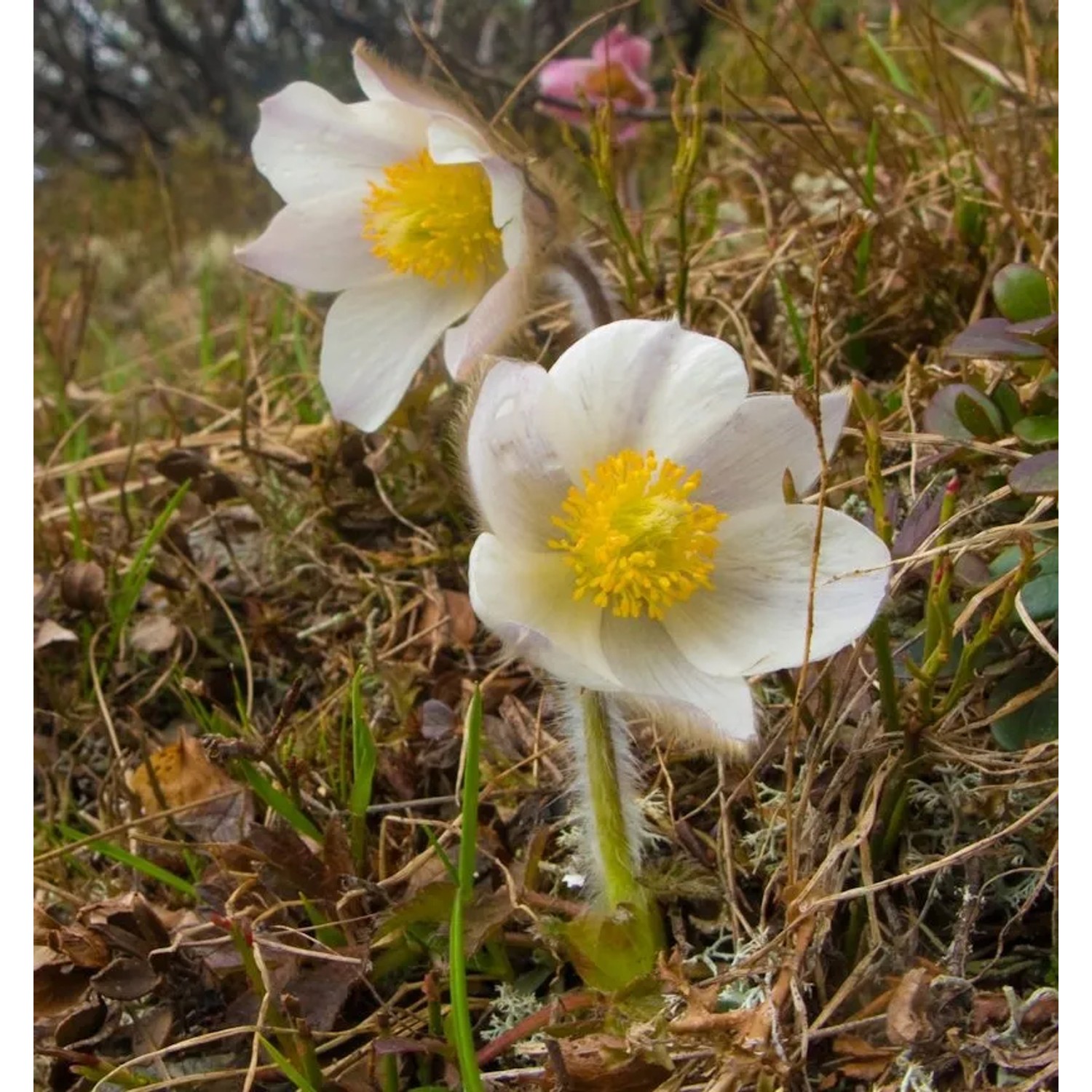 Frühlings Küchenschelle - Pulsatilla vernalis