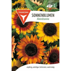 FRANKONIA Sonnenblume Abendsonne