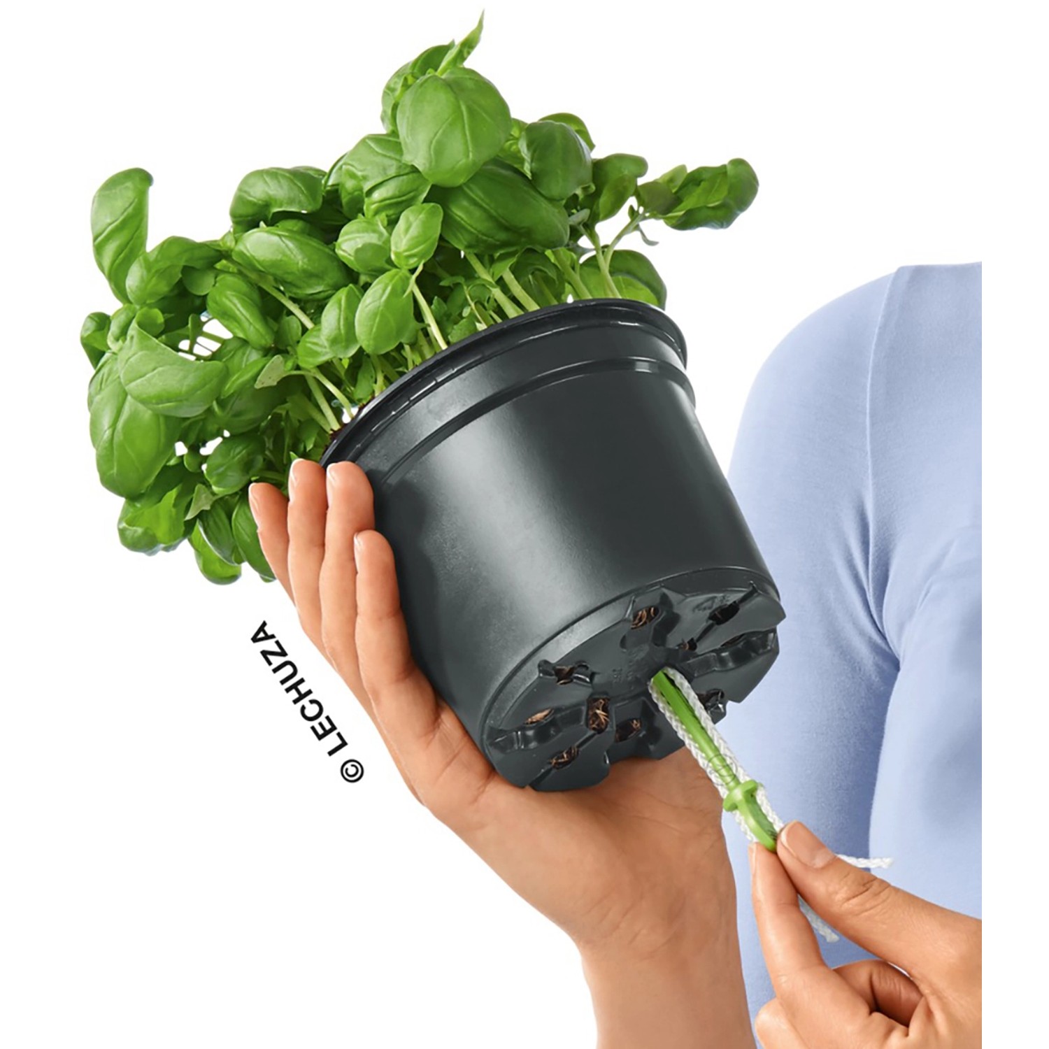 Lechuza Cube Color Pflanzgefäß, 16cm, sandbraun, mit Basilikum und Bewässerungssystem.