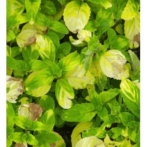 Nahaufnahme der Ingwer Minze (Mentha gentilis) Staude mit grün-gelben Blättern.