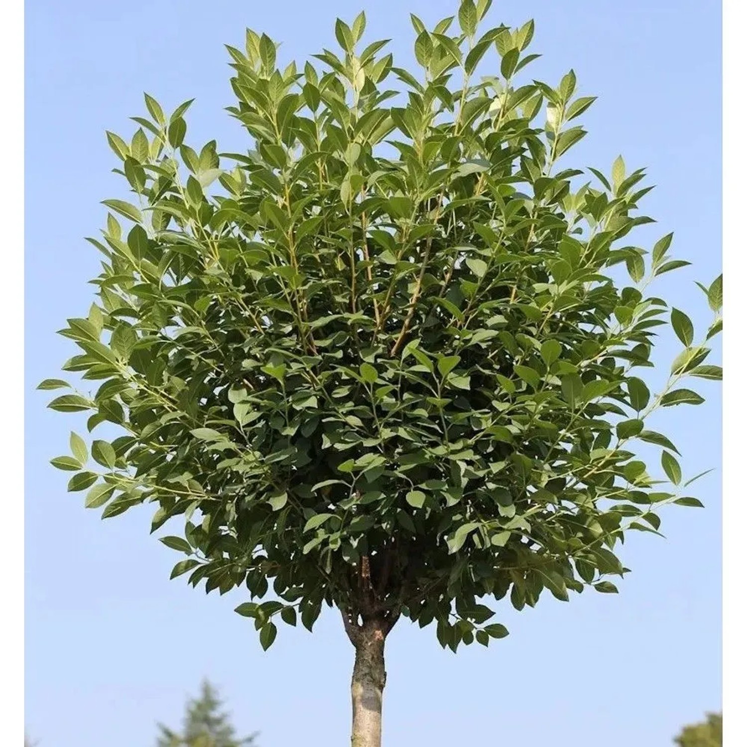 Hochstamm Steppenkirsche Globosa 40-60cm - Prunus fruticosa