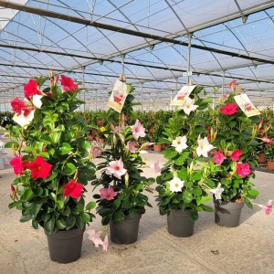 Verschiedenfarbige GROW by OBI Dipladenia Pyramiden (Ø 23 cm) im Topf.