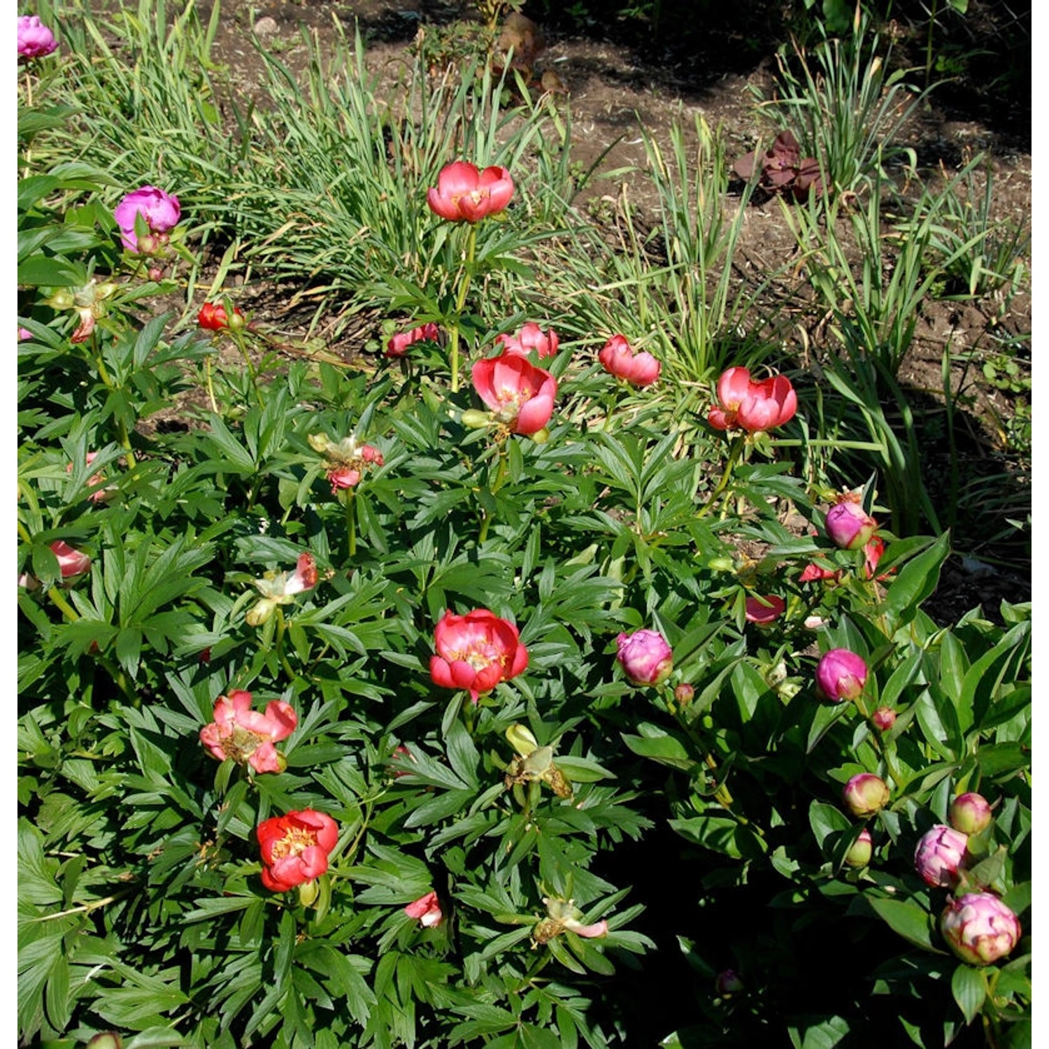 Balkan Pfingstrose - Paeonia peregrina günstig online kaufen