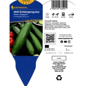 Kiepenkerl Kürbis Midele im Topf, ca. 12 cm Ø. Fruchtgemüse für Garten und Balkon.