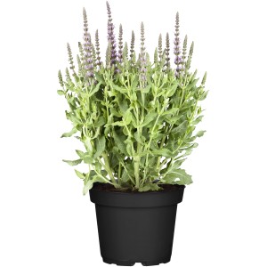 Steppen-Salbei 'Pink' im Topf, ca. 13 cm Ø, Salvia nemorosa, Ziersalbei mit pinken Blüten.