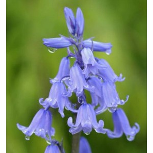 Nahaufnahme einer blühenden Glockenblaustern (Hyacinthoides hispanica) Staude mit blauen Blüten.