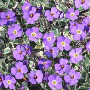 Blaukissen 'Dr Mules Variegated' im 9x9 cm Topf mit violetten Blüten und weiß-grünem Laub.