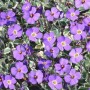 Blaukissen 'Dr Mules Variegated' im 9x9 cm Topf mit violetten Blüten und weiß-grünem Laub.
