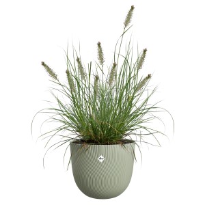 Elho Blumentopf Sereh, Ø 25 cm, grün, mit Ziergras. Ideal für Innen- und Außenbereich.
