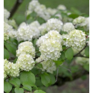 Nahaufnahme des Japanischen Schneeballs Grandiflora mit weißen Blüten.