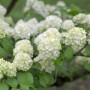 Nahaufnahme des Japanischen Schneeballs Grandiflora mit weißen Blüten.
