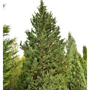Gartenzypresse Wisselii 25-30cm - Chamaecyparis lawsoniana