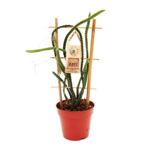 Königin der Nacht Kaktus (Selenicereus grandiflorus) im 12cm Topf mit Rankhilfe.