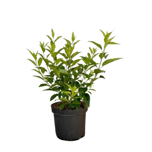 Baumfink Forsythie im Topf, 60-100cm, grüne Blätter. Zierstrauch für Garten und Beet.