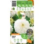 GROW by OBI Dahlie Snow Cap, weiße Blüte, ca. 90cm hoch. Blumenzwiebel für Beet und Kübel.