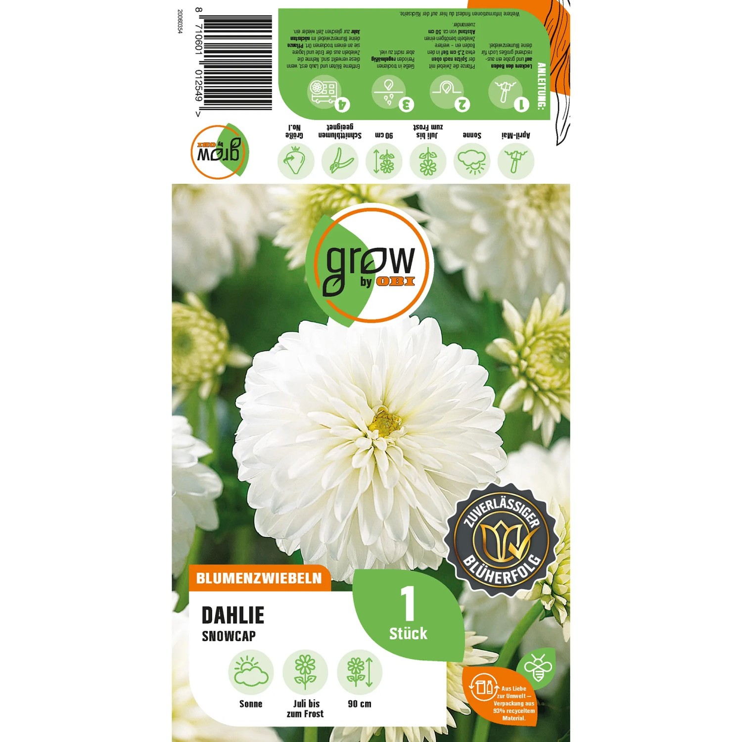 GROW by OBI Dahlie Snow Cap, weiße Blüte, ca. 90cm hoch. Blumenzwiebel für Beet und Kübel.