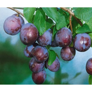 Nahaufnahme von reifen, blauen Ersinger Frühzwetschen am Obstbaum.