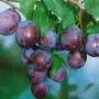 Nahaufnahme von reifen, blauen Ersinger Frühzwetschen am Obstbaum.