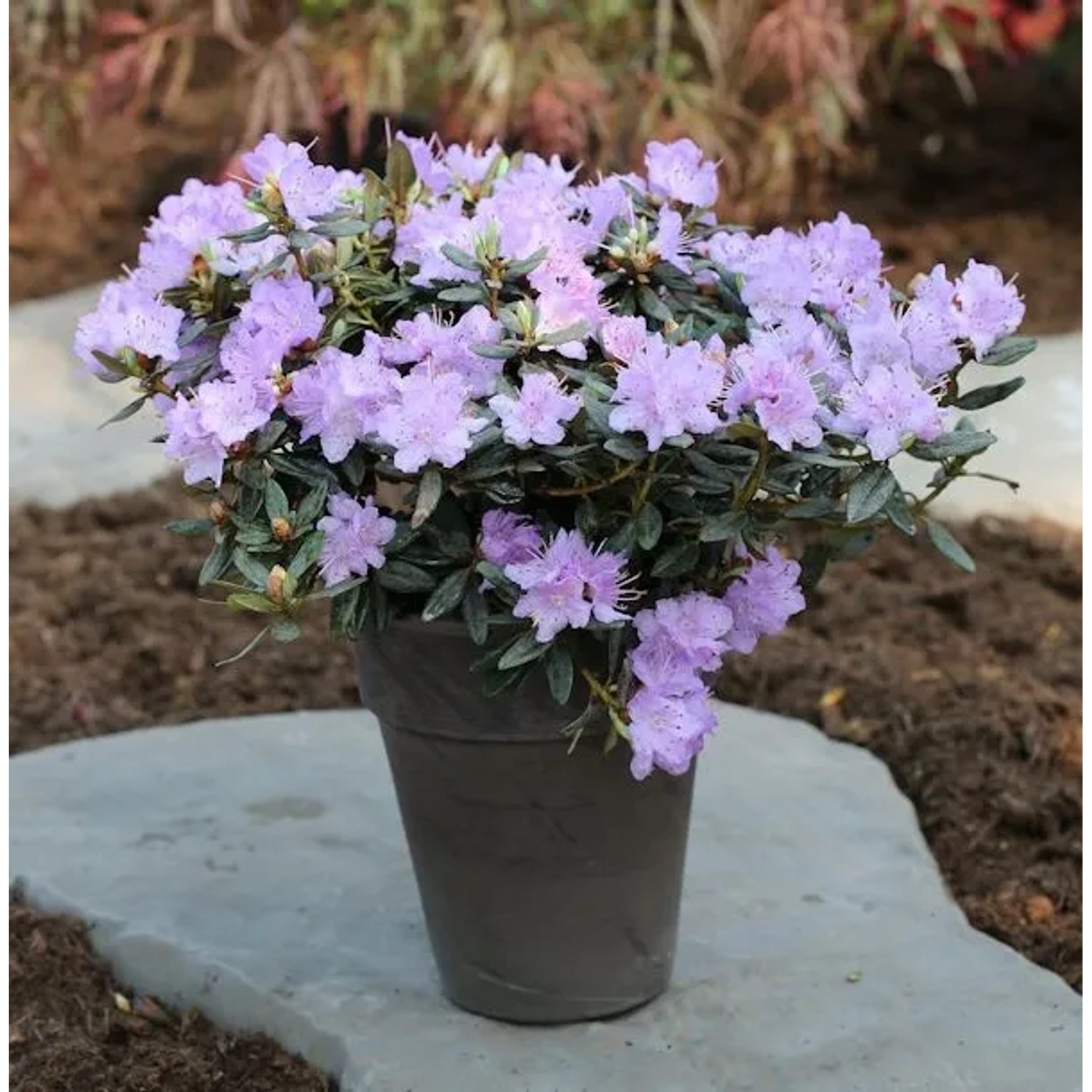 Zwerg Rhododendron Ramapo 50-60cm - Rhododendron impeditum - Zwerg Alpenrose