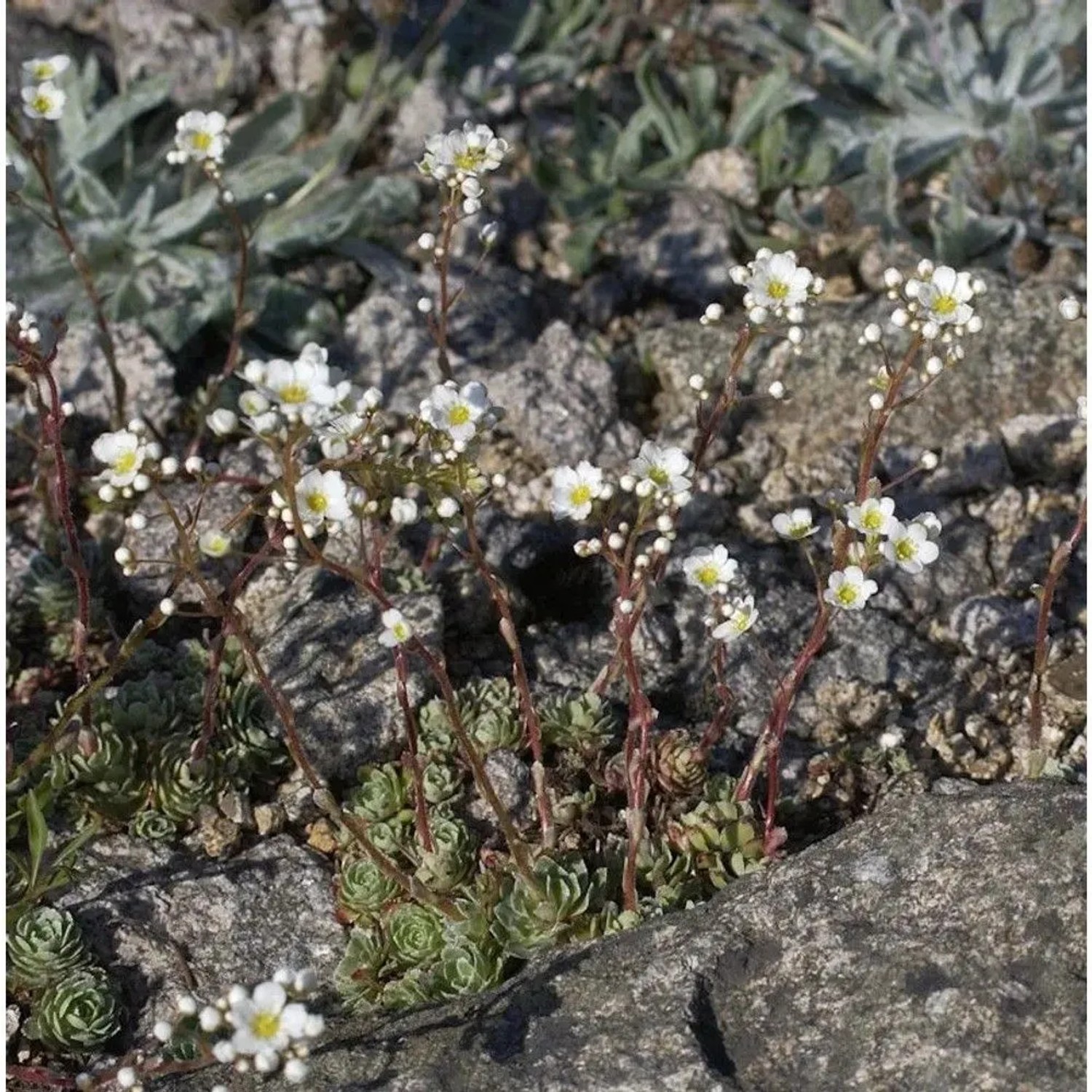 Immergrüner Steinbrech - Saxifraga paniculata