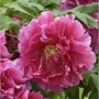 Nahaufnahme einer rosa Strauchpfingstrose (Paeonia suffruticosa) mit gelber Mitte.