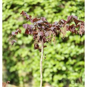 Hochstamm Rotblättrige Korkenzieher Hasel (Corylus avellana) mit gedrehten Ästen und roten Blättern.