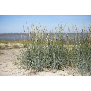 Ammophila Strandhafer im Kübel: Graugrüne Blätter und sandfarbene Blütenähren vor blauem Himmel.