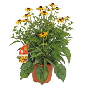 Gelbe Rudbeckia Fulgida im Topf, eine blühende Staude für Beet und Garten.