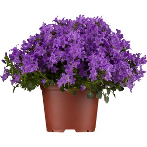Dalmatiner Polster-Glockenblume im Topf, blau-violette Blüten. Hängepflanze für Beet und Balkon.