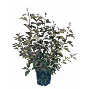 Fasanenspiere Summer Wine als Topfpflanze, 40-60cm, mit leuchtend purpurrotem Laub. Ideal für Garten und Hecken.