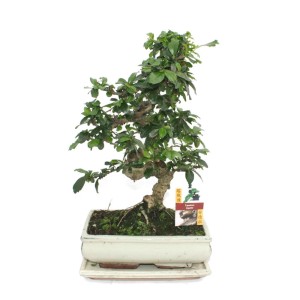 Exotenherz Bonsai Fukientee, ca. 10 Jahre alt, in weißer Keramikschale.