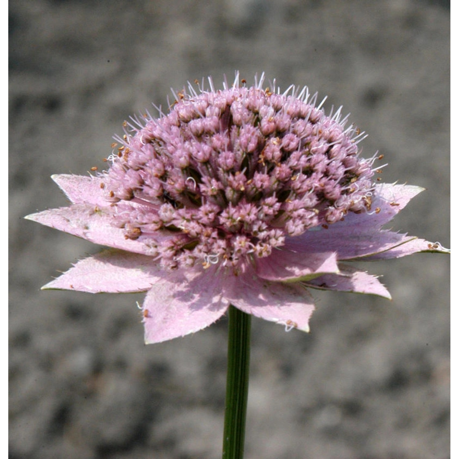 Kaukasische Sterndolde - Astrantia maxima günstig online kaufen