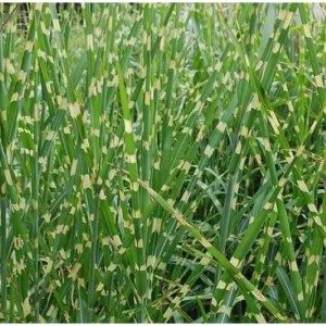 Detailaufnahme von Chinaschilf Zebragras (Miscanthus sinensis) mit markanten, horizontalen Streifen.