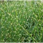Detailaufnahme von Chinaschilf Zebragras (Miscanthus sinensis) mit markanten, horizontalen Streifen.