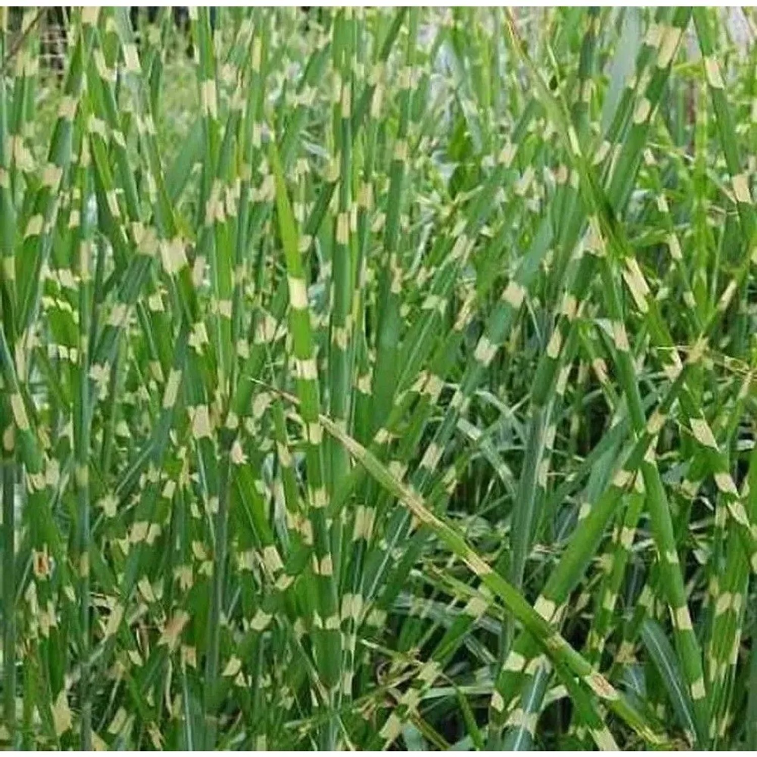 Chinaschilf Zebragras - XXXL Topf - Miscanthus sinensis