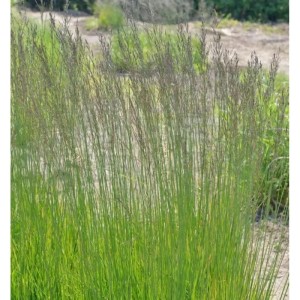 Riesen Pfeifengras 'Fontäne' (Molinia arundinacea) im Garten, grüne Halme mit braunen Blütenständen.