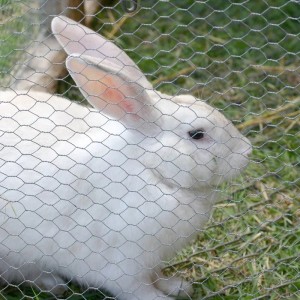 Weißes Kaninchen hinter Karat Drahtzaun mit 13 mm Maschenweite im Garten.