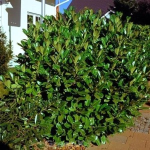 Buschiger Kirschlorbeer Rotundifolia (Prunus laurocerasus) mit glänzenden, grünen Blättern.