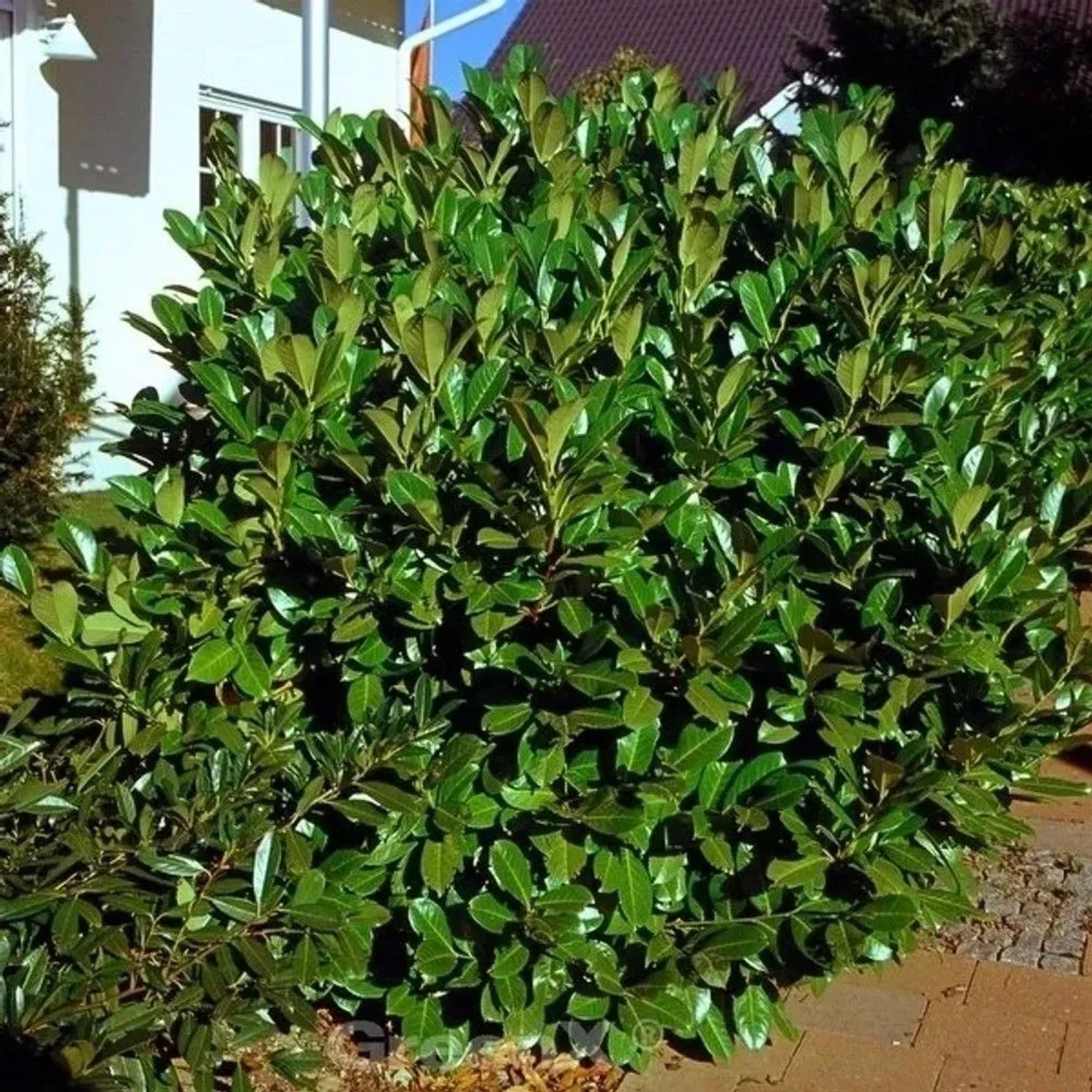 Kirschlorbeer Rotundifolia 40-60cm - Prunus,aurocerasus