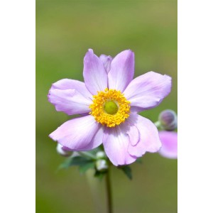 Nahaufnahme einer rosa Herbstanemone (Anemone Tomentosa Serenade) mit gelber Mitte.