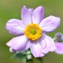 Nahaufnahme einer rosa Herbstanemone (Anemone Tomentosa Serenade) mit gelber Mitte.